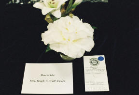 Best White - Melissa Ann