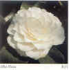 Alba Plena - Circa 1797