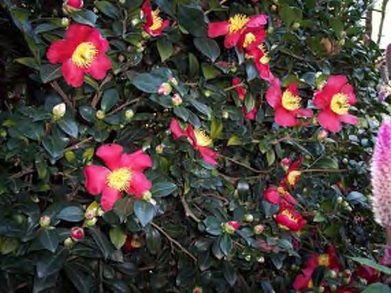 CamelliaYuletide7c.jpg
