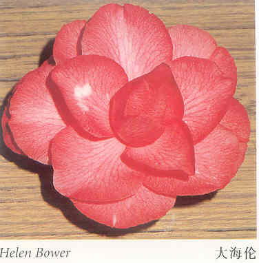 Camellia "Helen Bowers"