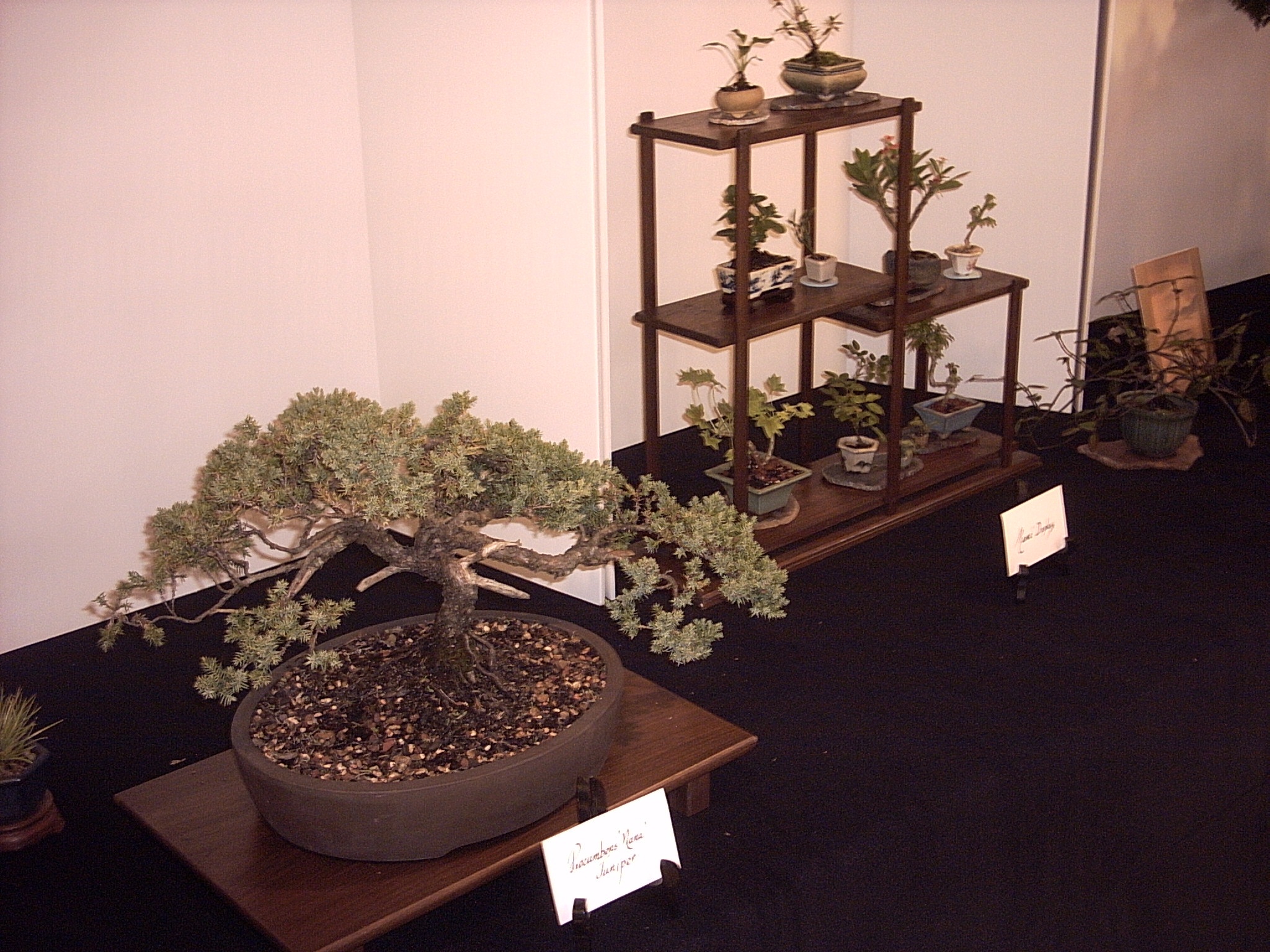 Bonsai plants display at Pensacola Show