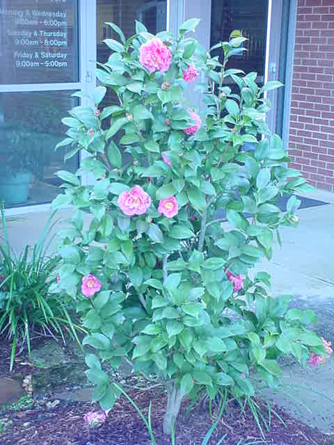 Thomas "Tom" Perkins Camellia Plant