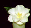 Magnoliaeflora - circa 1886