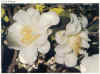 White Empress - 1943