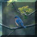 Bluebird