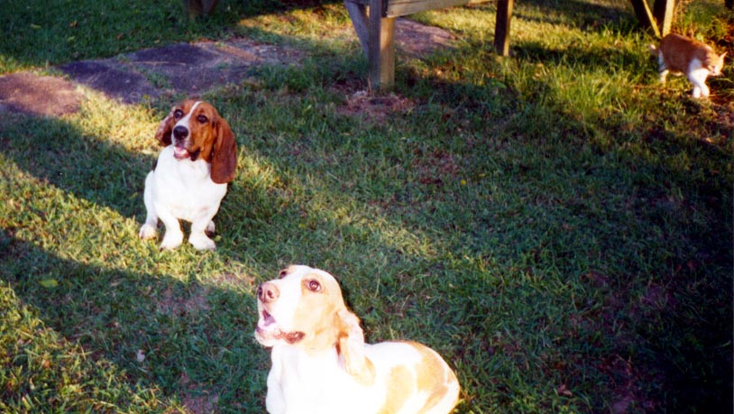 Critters in the family