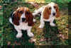 baby bassets2