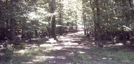 pine tree plantation