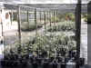 Burden Camellia Nursery.jpg (843600 bytes)