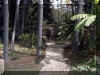 Burden ginger garden.jpg (780574 bytes)
