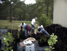 Working on tree nursery at Easthaven